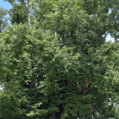 Wind of the Forest