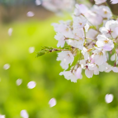 CHERRY BLOSSOMS ~SCATTERED IN THE WIND~ (Instrumental)