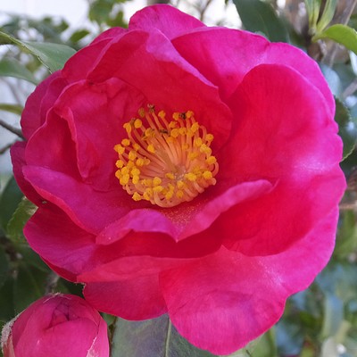 Kan-tsubaki -Camellia in the Snow-