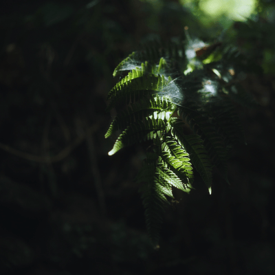 Izu Ambient 036