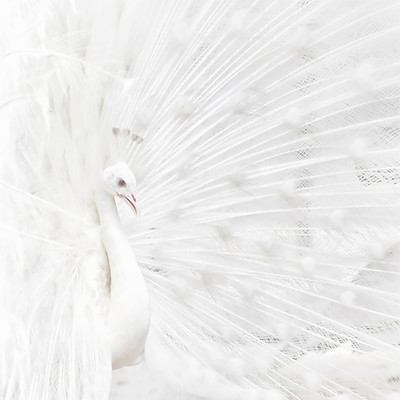 WHITE DISC
