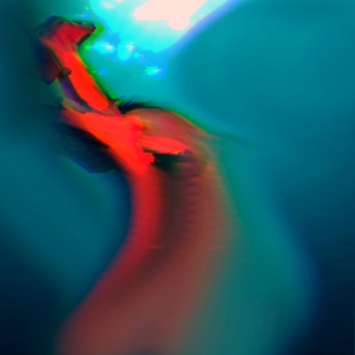 swimming bird
