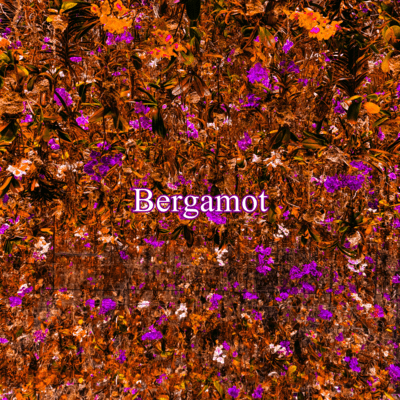 Bergamot