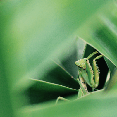 Mum's the world and the word