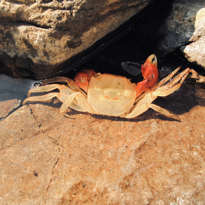 Ladder- Forming -Atari