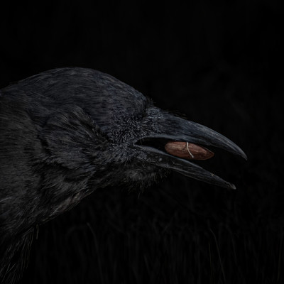 Imaginary crow