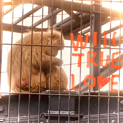 Will True Love