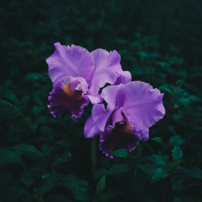 Cattleya