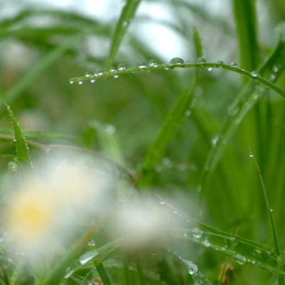 Leaf Breath (1111Hz)