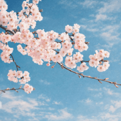 just like a dream in spring