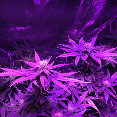 #purplecase