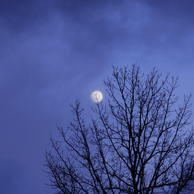 Misty Night