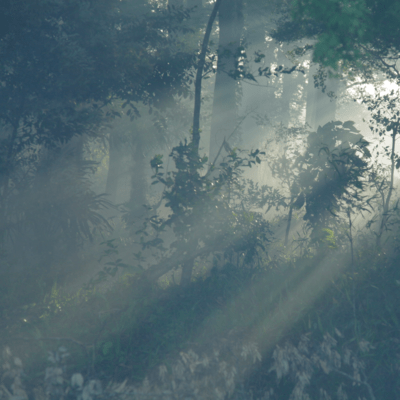 Endless Forest ~Kunisaki peninsula GIAHS~