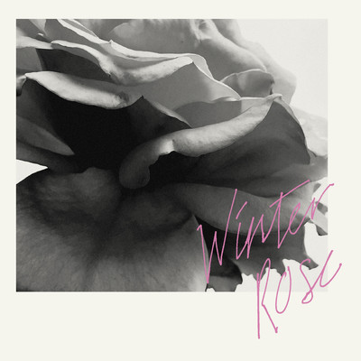 Winter Rose
