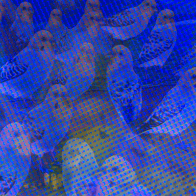 Boku No Katteiru Tori Wa Yoku Tobu