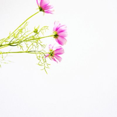 Cosmos