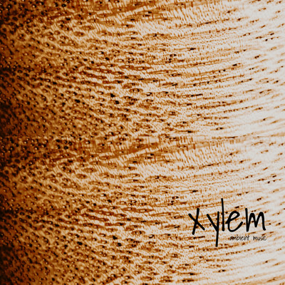 Xylem