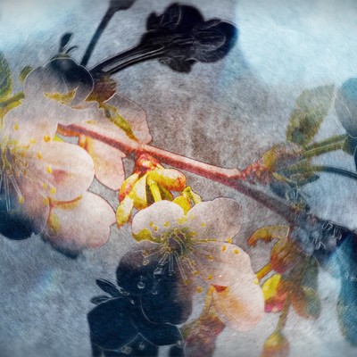 Falling in Spring