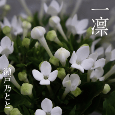A Single Flower