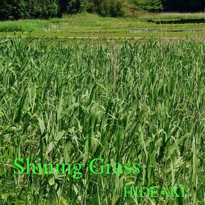 Shining Grass