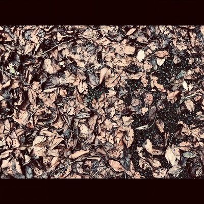 Fallen Leaves (Remastered)