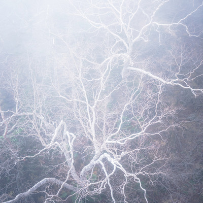Paradise Lost