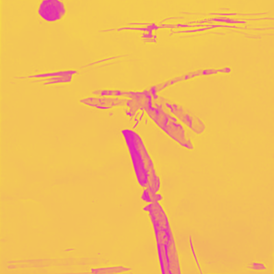 Tail-Cut Dragonfly