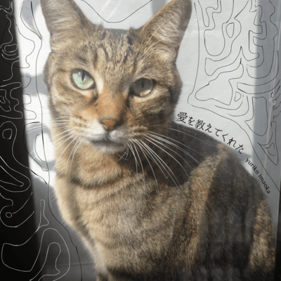 Lessons from a Cat