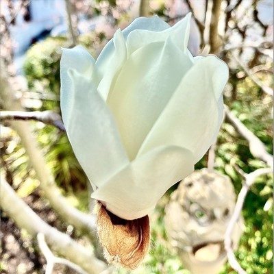 yulan magnolia