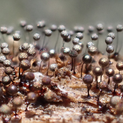 microcosm