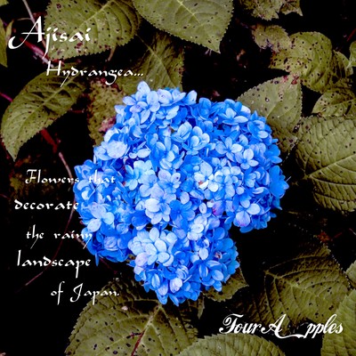 Ajisai (Hydrangea)
