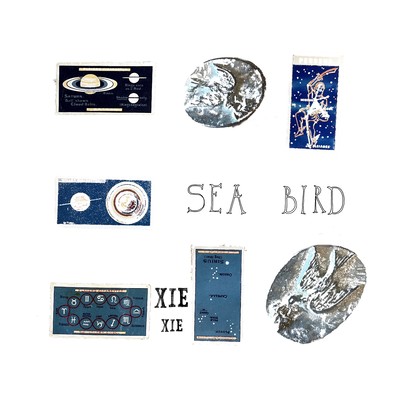 sea bird