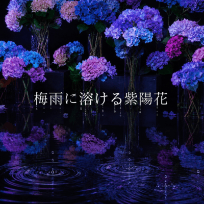 Hydrangeas melting in the rainy season.