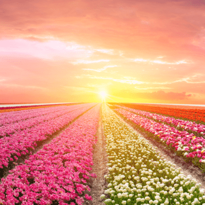 Peace and Joy from Blossoms - Music for a Calm Mind -