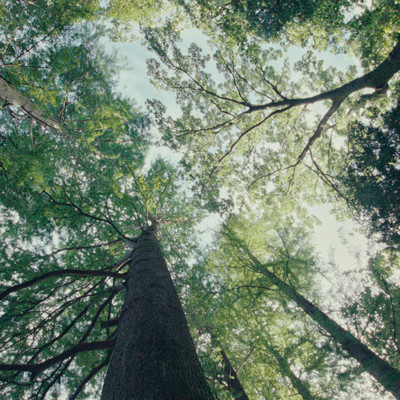 To the Woods