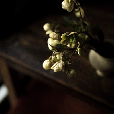 Helleborus