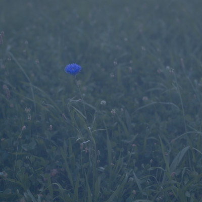The Blue Flower