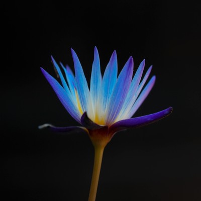 Relaxing Flower