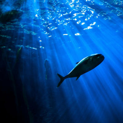 Swim through the night